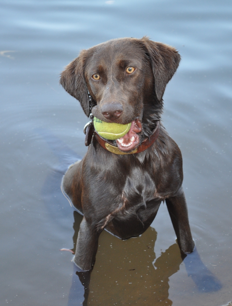 Lucy Pease - Macon Road Veterinary Clinic