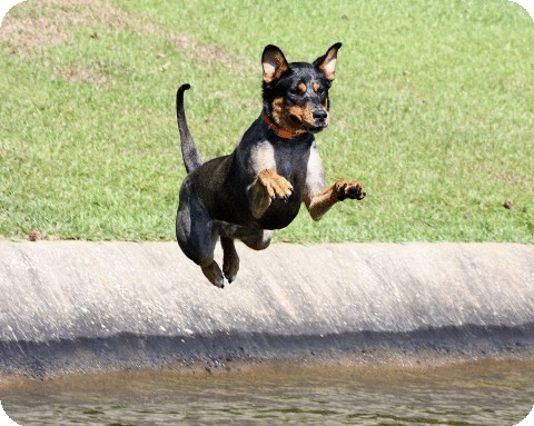 Dog jumping into water