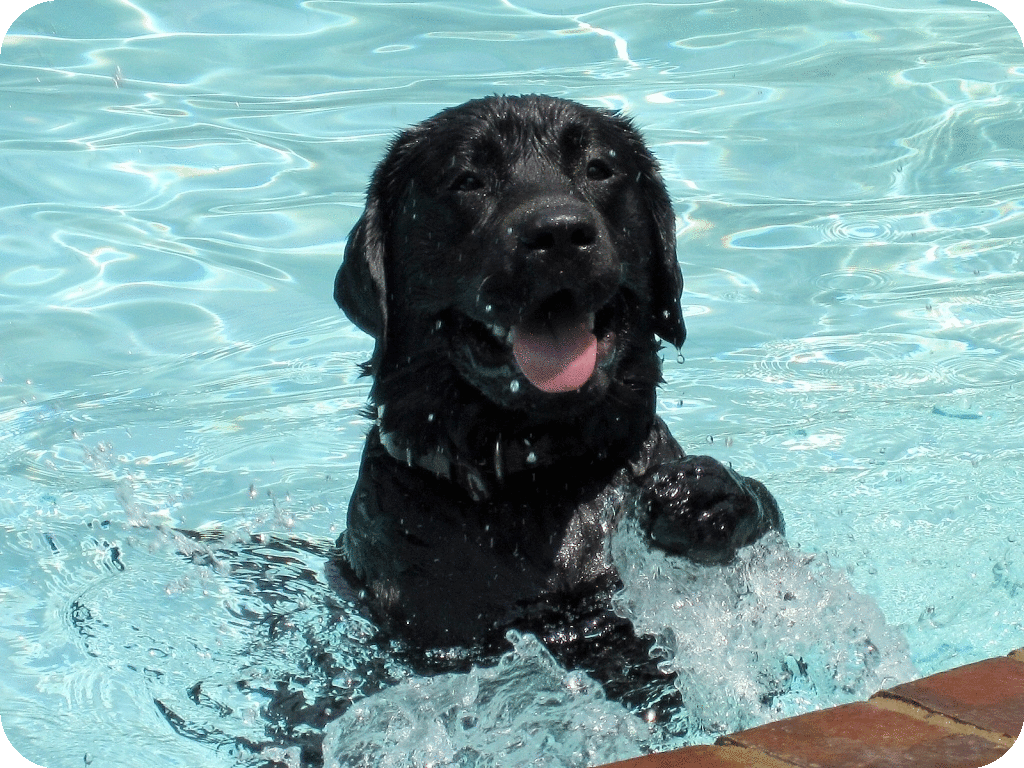 Dog in pool