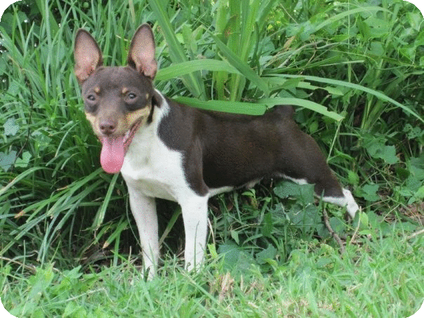 Dog in Grass